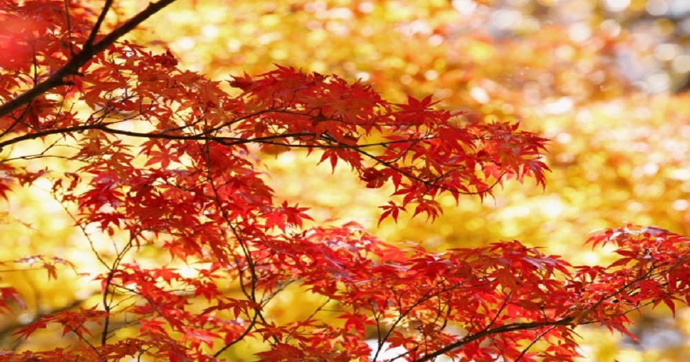 愛知県の紅葉スポットを教えてください！