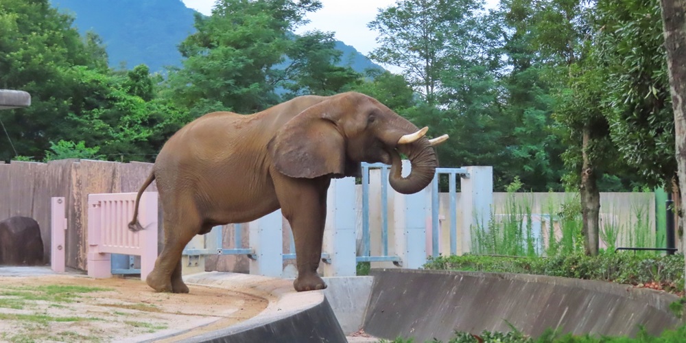 魅力がいっぱい！全国唯一象が無料で見れる『岡崎市東公園動物園』とは？