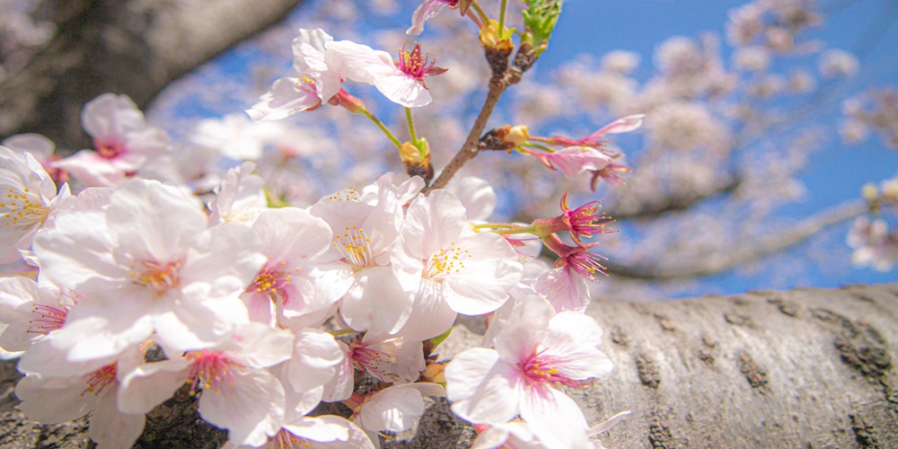 そろそろチェックしておきたい！毎年恒例！2025年に訪れたい名古屋の桜の名所を紹介