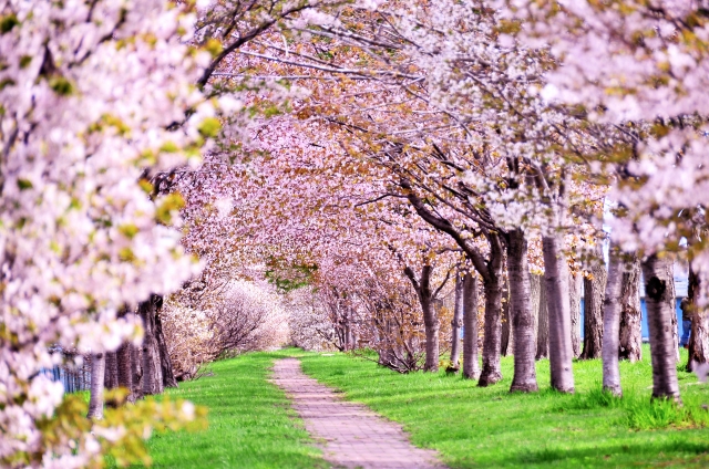 ちょっと一息、東海エリア中心の桜の開花予想！